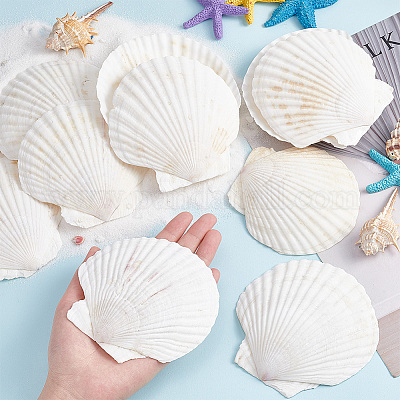 Nature Watch Sea Shell Mix - Seashells by the Pound