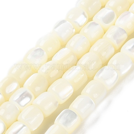 Brins de perles de coquillages naturels de troca BSHE-E030-05B-1