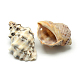 Pendientes de concha de caracol SSHEL-Q299-006-2