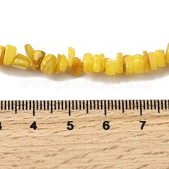 Perles de coquillages naturels d'eau douce&nbsp;SHEL-B003-01A