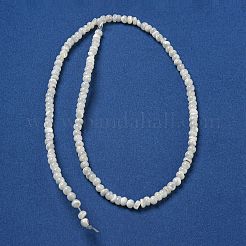 Hebras de cuentas de concha de trochus natural&nbsp;SSHEL-H072-13B