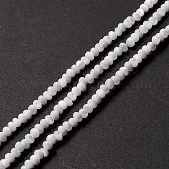 Fili di perle di conchiglia trochid naturale / trochus&nbsp;X-SSHEL-O001-24B-02