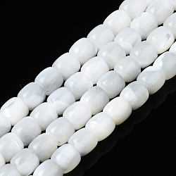 Chapelets de perles de coquille de trochid / trochus coquille, eau de Javel, colonne, blanc, 6x5.5mm, Trou: 0.8mm, Environ 68~69 pcs/chapelet, 15.47 pouce ~ 15.75 pouces (39.3~40 cm)