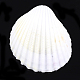 Perles de coquille SSHEL-T005-10-2