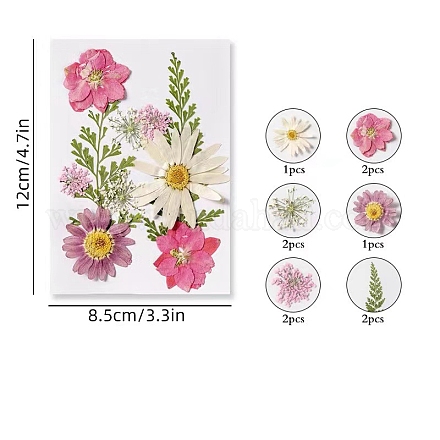 Trockenblumen-Sets&nbsp;PW-WG14974-04-1