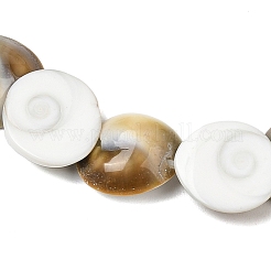 Natürliche Shiva-Auge-Muschelperlenstränge&nbsp;SHEL-G021-01A
