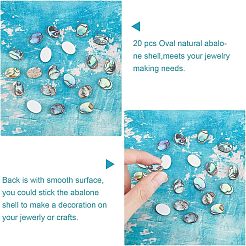 Cabochons coquille d'ormeau naturel / coquille de paua&nbsp;SSHEL-FH0001-01