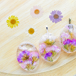 80 Stück gepresste Trockenblumen in zwei Farben&nbsp;DIY-HY0001-73