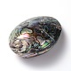 Perles de coquillage paua naturelles ovales SSHEL-E562-01-3