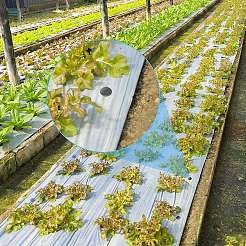 Gartenpfähle aus Polypropylen (pp)&nbsp;KY-GA0001-02B