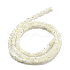 Natürliche Trochidschale / Trochusschalenperlenstränge&nbsp;BSHE-G038-01