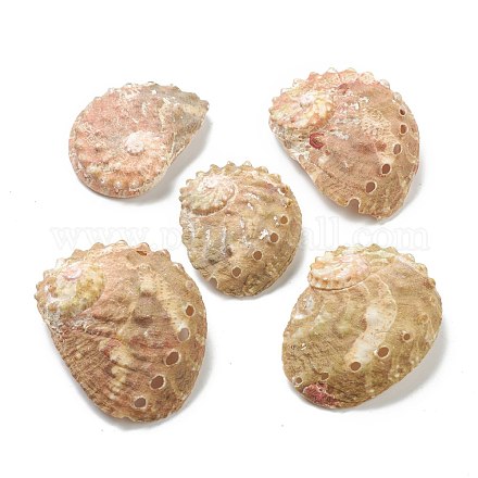 天然な巻き貝の殻のディスプレイの装飾  キャメル  42~54x32~39x9.5~14mm AJEW-H126-04-1