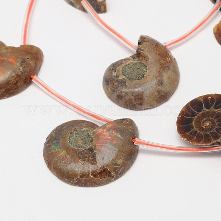 Natural Ammonite/Conch Fossil Bead Strands G-M239-34-1