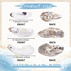 30 pièce 3 styles de coquille d'huître&nbsp;DIY-PH0029-34