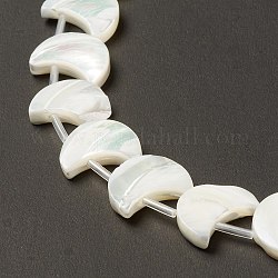 Chapelets de perles de coquille de trochid / trochus coquille, lune, blanc, 15x12x3.5mm, Trou: 0.9mm, Environ 26 pcs/chapelet, 15.55 pouce (39.5 cm)