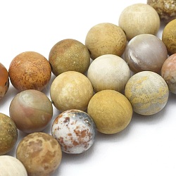 Natural Fossil Coral Beads Strands, Frosted, Round, 10mm, Hole: 1mm, about 37pcs/strand, 14.9 inch(38cm)