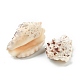 Natural Conch Shell Display Decorations AJEW-H126-07-2