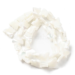 Fili di perle di conchiglia trochid naturale / trochus&nbsp;SSHEL-R145-02