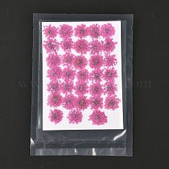 Fleurs séchées pressées&nbsp;DIY-K032-58G