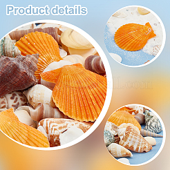 Décorations d'affichage de coquille naturelle&nbsp;DJEW-WH0063-35
