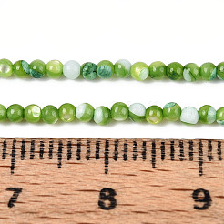 Brins de perles de coquillages de trochidés/trocas naturels teintés&nbsp;SSHEL-T017-13C