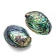 天然アワビの殻/パウア貝の装飾  シェル  カラフル  120~140x90~100x20mm X-SSHEL-F0005-01-2