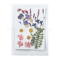 Flores secas prensadas, para celular, marco de la foto, scrapbooking diy y resina art decoraciones florales, 145x125x0.3mm