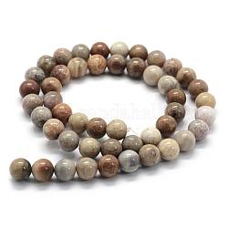 Fossiles naturelle perles de corail brins, ronde, 10mm, Trou: 1mm, Environ 38 pcs/chapelet, 15.3 pouce (39 cm)