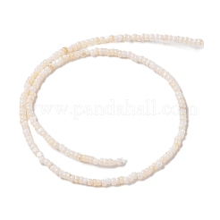 Naturali di acqua dolce perline shell fili&nbsp;SHEL-P017-01B-02