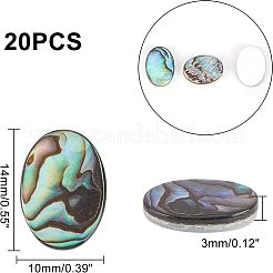 Cabochons coquille d'ormeau naturel / coquille de paua&nbsp;SSHEL-FH0001-01