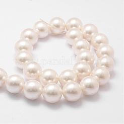 Shell fili di perle perline&nbsp;BSHE-L026-03-16mm