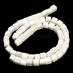 Natürliche Trochidschale / Trochusschalenperlenstränge&nbsp;SHEL-C010-05A