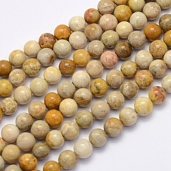 Fossili perle di corallo fili, tondo, 8~8.5mm, Foro: 1 mm, circa 49pcs/filo, 15.7 pollice (40 cm)