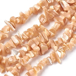 Chapelets de perles en coquille d'eau douce , puce, couleur de coquillage, 5~22x3~10mm, Trou: 0.5mm, 31.9~32.7 pouce (81~83 cm)