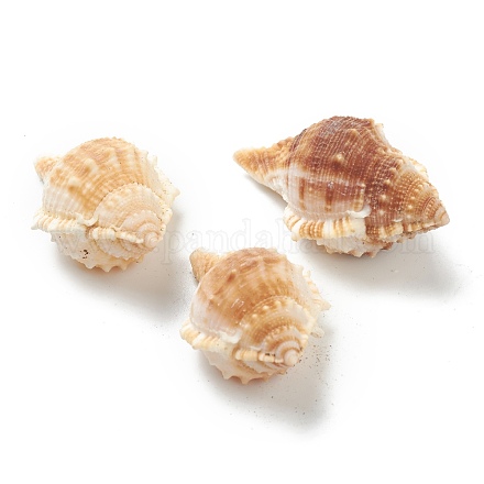 天然な巻き貝の殻のディスプレイの装飾  ペルー  47~77x32~53x23~37mm AJEW-H126-03-1