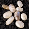 Natural Moonstone Palm Stones for Anxiety Therapy, Oval Thumb Stone, 40~70mm