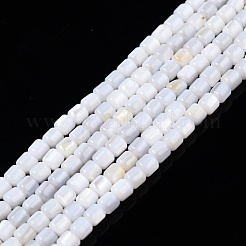 Naturali di acqua dolce perline shell fili&nbsp;SHEL-N003-33