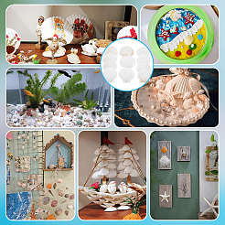 60 placa decorativa de joyería de concha natural&nbsp;AJEW-PH0008-16A