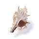 Pendenti a spirale shell BSHE-G019-04P-3