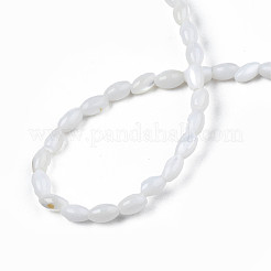 Naturali di acqua dolce perline shell fili&nbsp;SHEL-N003-25