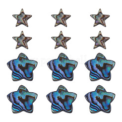 12 pz 2 stili di conchiglia abalone naturale/perline di conchiglia paua&nbsp;SHEL-TA0001-40