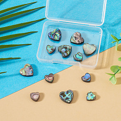 12pcs 2 Arten natürliche Abalone-Muschel / Paua-Muschelperlen&nbsp;SHEL-TA0001-41