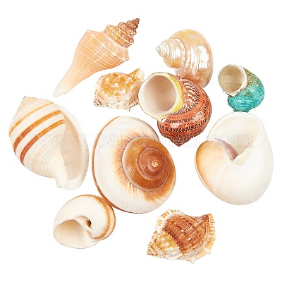 Mollusc Shells (Per Pack) Craft Embellishments