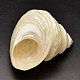 Espirales naturales decoraciones shell caseros BSHE-O011-02-2