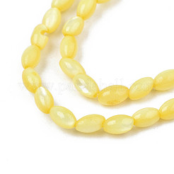 Naturali di acqua dolce perline shell fili&nbsp;SHEL-N003-25-B05