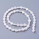 Shell Beads Strands SSHEL-E571-33-2