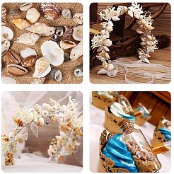 Gemischte natürliche Muschelperlen-Sets&nbsp;BSHE-PH0003-03