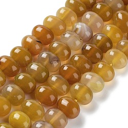 Chapelets de perles d'agate naturelle, teints et chauffée, oeuf, verge d'or, 12~14x9~10mm, Trou: 1.4mm, Environ 19~20 pcs/chapelet, 7.48 pouce (19 cm)