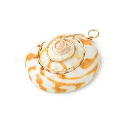 Kupferdraht umwickelte natürliche Shiva-Augen-Muschelanhänger&nbsp;PALLOY-TA00185