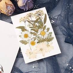 Gepresste Trockenblumen&nbsp;DIY-YWC0001-100